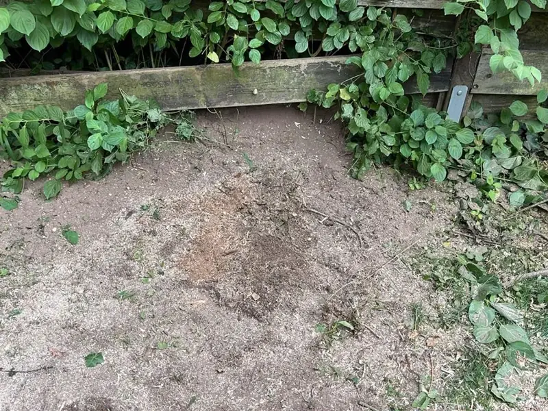 Nachher – freie, saubere Fläche nach der Baumstumpfentfernung