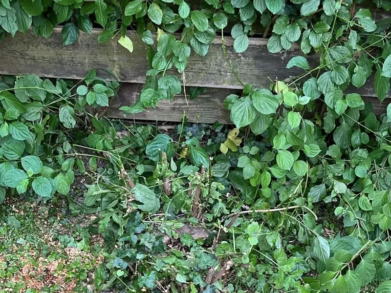 Vorher – Baumstumpf im Garten