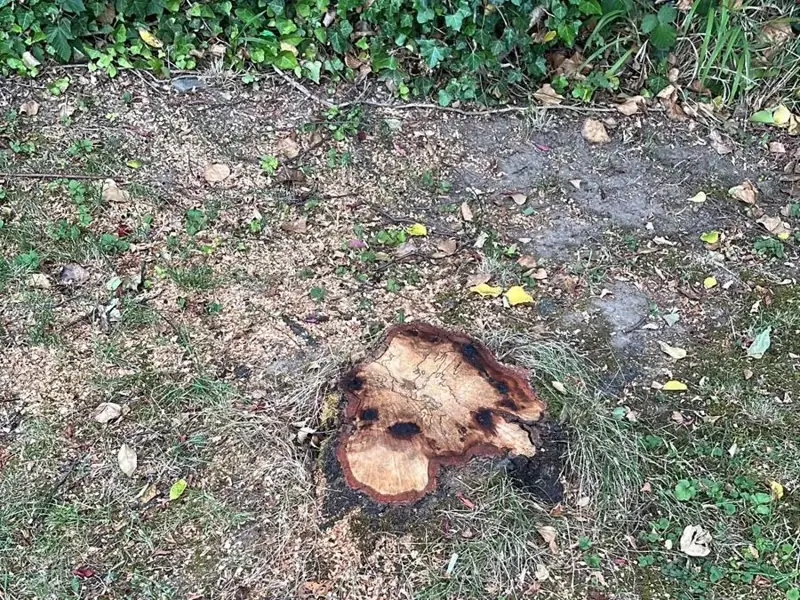Vorher – Baumstumpf im Garten