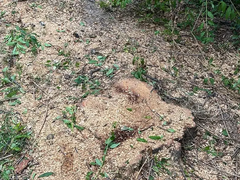 Vorher – Baumstumpf im Garten